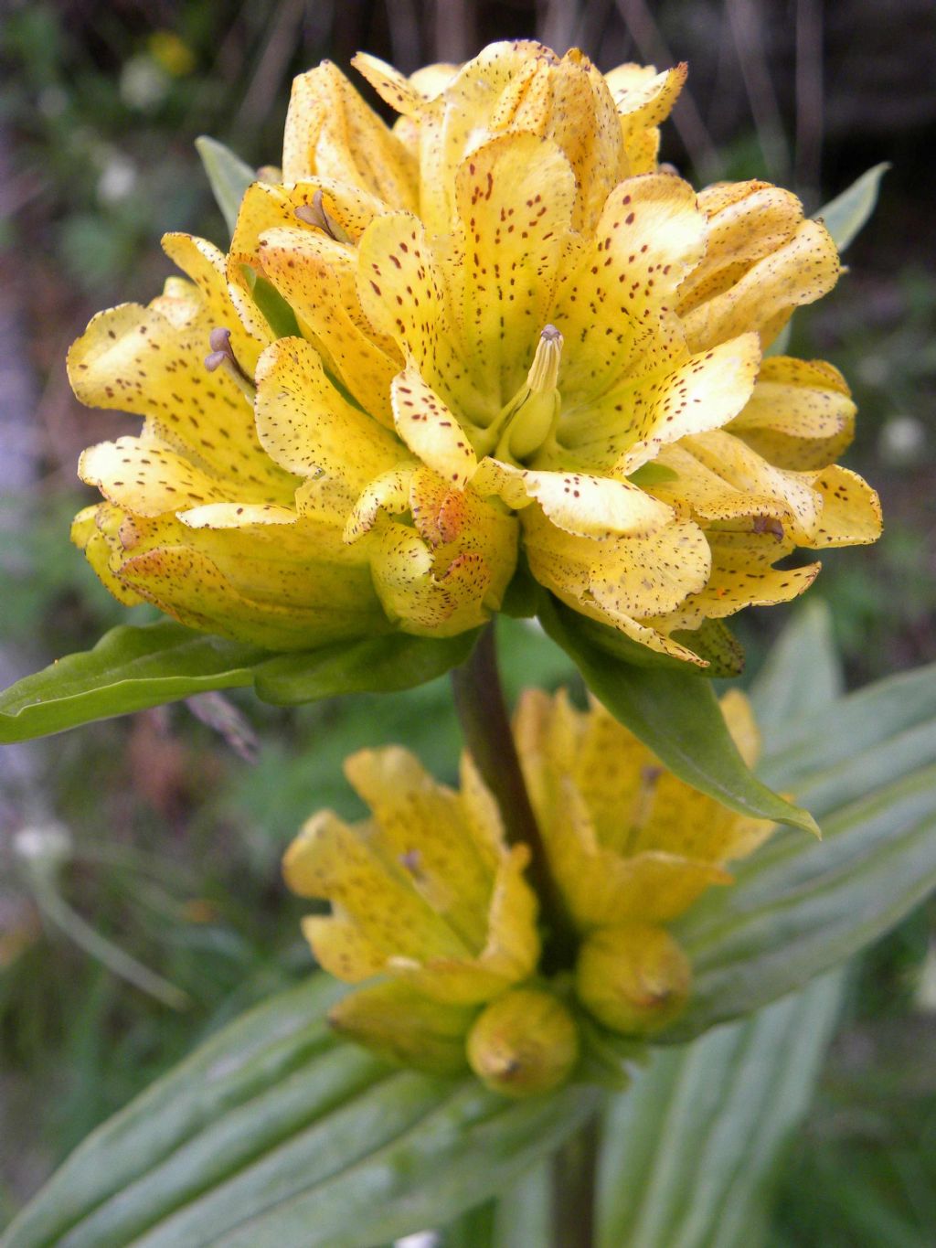Gentiana punctata